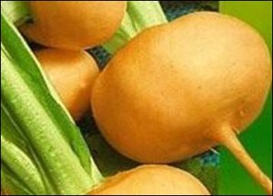 Репа: выращивание и хранение
