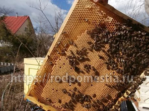 Двадцать лет естественного пчеловождения. Олег Луценко. — Письмо 16
